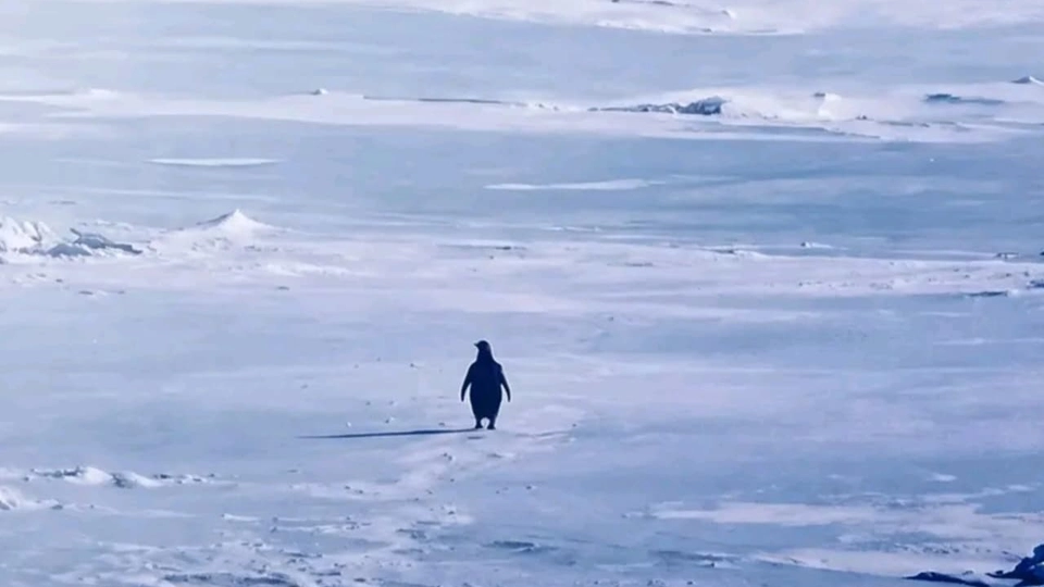 Billede fra Werner Herzogs dokumentar "Encounters at the End of the World"